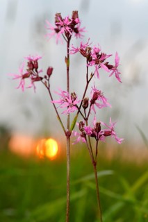 Ragged robin
