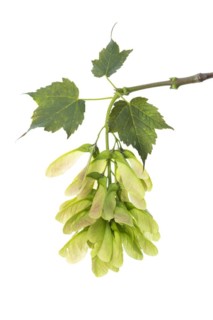Maple