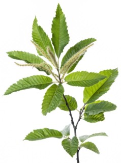 Chestnut