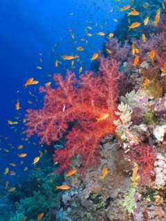 Klunzingers klunzingers soft coral