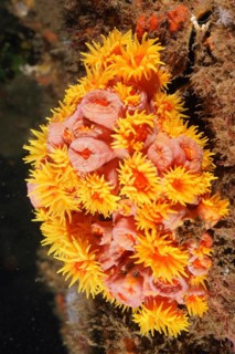 Orange cup coral