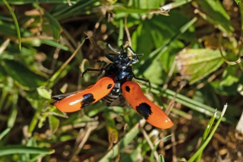 Ant sac beetle with open wings hanging on a blade of grass from behind