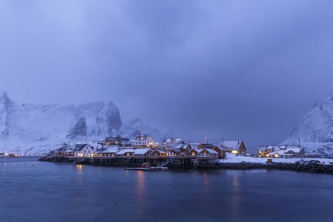 Yellow rorbuer in winter