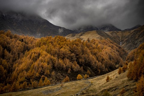 Autumn larch