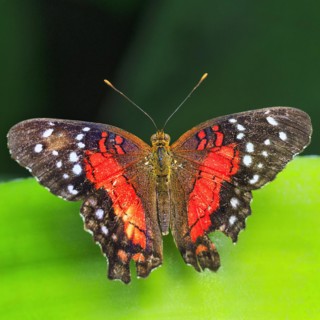 Red brown peacock
