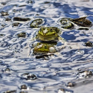 Pond frog