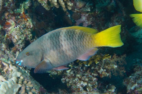 Female rusty parrotfish