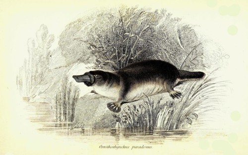 Platypus