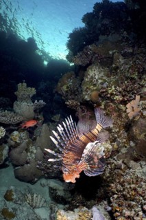 Common lionfish