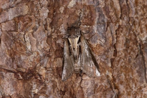 Lesser swallow prominent moth