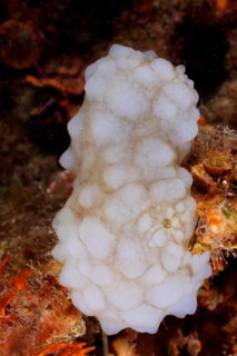 White sea squirt