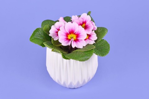 Potted pink primrose