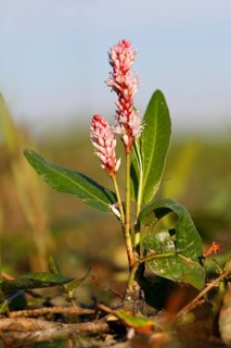 Water knotweed