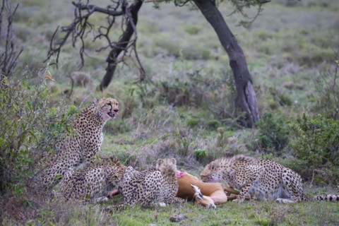Cheetah
