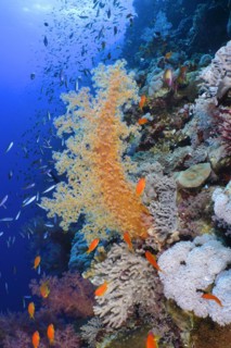 Hemprichs tree coral