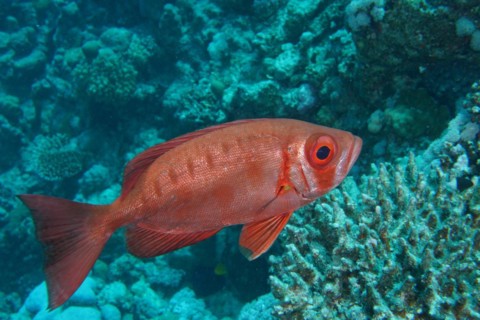 Common bigeye