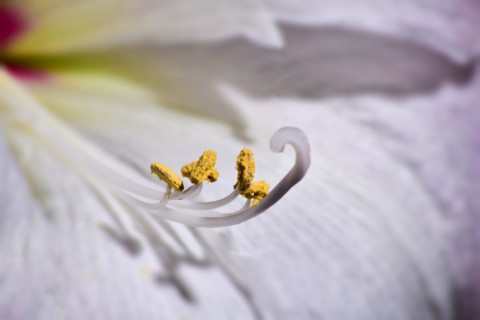 Close-up