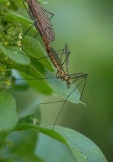 Crane fly