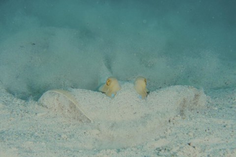 Portrait of bluespotted ribbontail ray