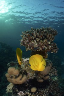 Pair of bluecheek butterflyfish