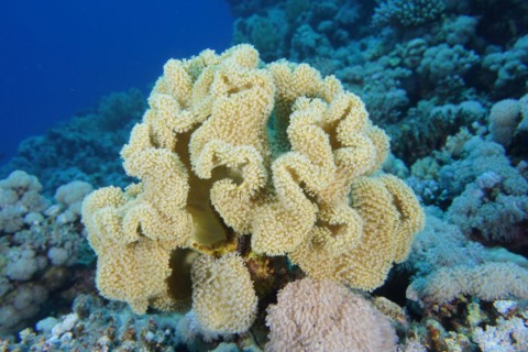 Rough leather coral