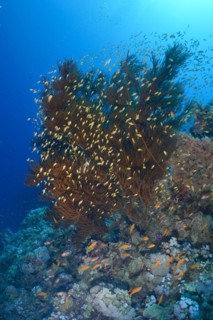 Black bushy black coral