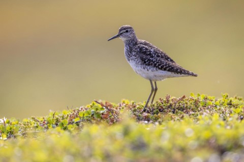Wood Sandpiper