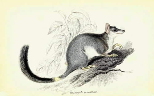 Phascogale penicillata