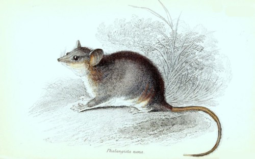 Eastern