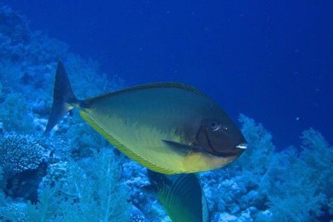 Bluetail unicornfish