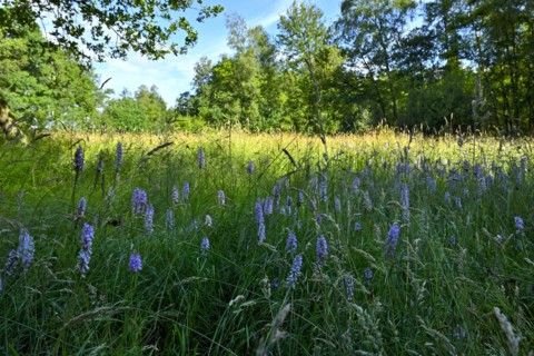 Spotted moorland spotted orchid
