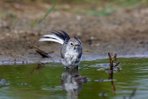 White wagtail