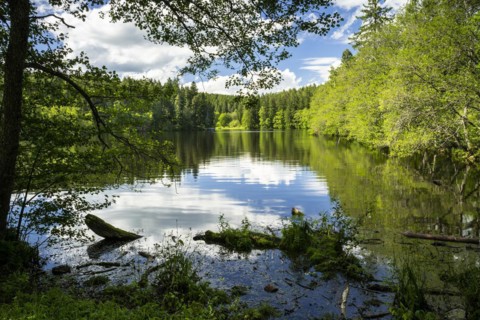 A lake in the forest in fine weather with a tree in the foreground