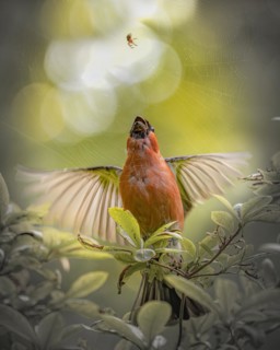 Eurasian bullfinch