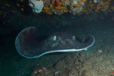 Portrait of black spotted ray