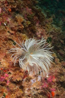 Mediterranean fanworm