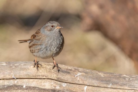Dunnock