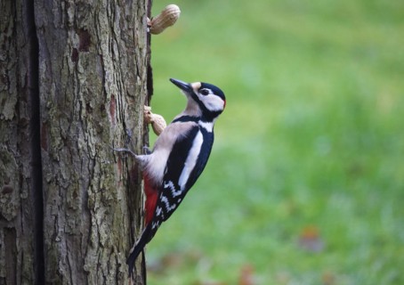 Great spotted woodpecker