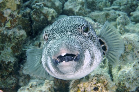 Portrait of star puffer