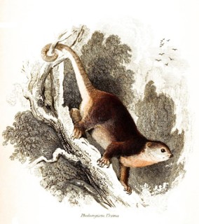 Phalangista ursina syn