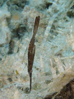 Seagrass ghost pipefish
