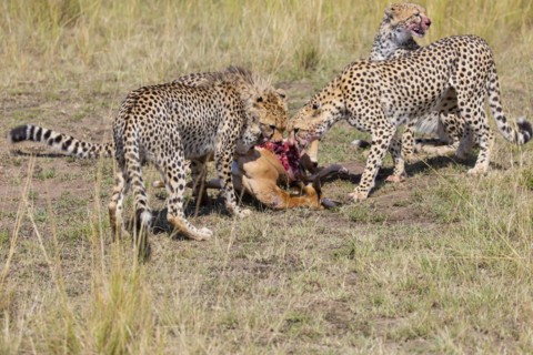 Cheetah