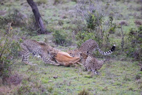 Cheetah