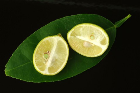 Fruits