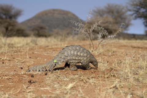 Ground pangolin