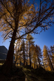 Autumn larches