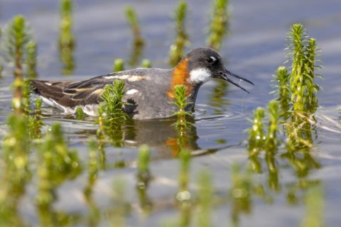 Red-necked phalarope