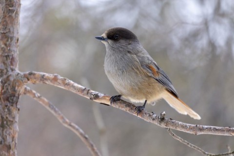 Siberian jay
