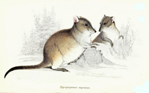 Kangaroo rat