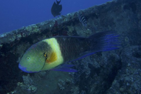 Broomtail wrasse